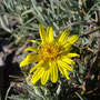 Senecio mairetianus (subendémique)