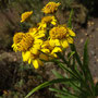 Verbesina virgata (endémique)
