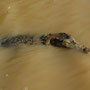 Crocodile de Johnston
