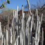 Ceropegia fusca