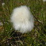 Eriophorum scheuchzeri ssp. arcticum