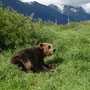 Ours brun