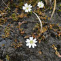 Stellaria humifusa