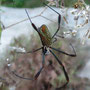 Nephile à soie dorée (Trichonephila clavipes)