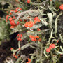 Cladonia floerkeana 