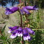 Penstemon gentianoides (subendémique)