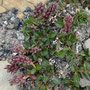 Salix reticulata