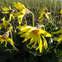 Arnica lessingii (Lessing's Arnica)