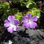Primula hirsuta