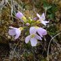 Cardamine pratensis ssp. angustifolia
