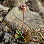 Saxifraga nivalis