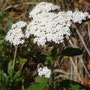 Stevia ovata (Amérique centrale)