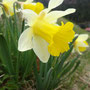Jonquille (Narcissus pseudonarcissus)