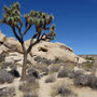 Joshua Tree national park