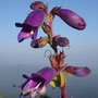 Penstemon gentianoides