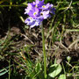 Primula algida