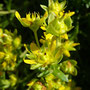 Saxifrage faux Orpin (Saxifraga aizoides)
