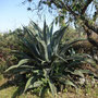 Agave salmiana (subendémique)