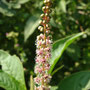 Phytolacca icosandra (néotropicale)