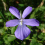 Pensée cornue (Viola cornuta)