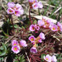 Androsace adfinis ssp. puberula