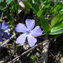 Petite Pervenche (Vinca minor)