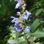 Salvia polystachia (Amérique centrale)