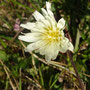 Taraxacum arcticum