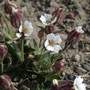 Silene involucrata ssp. furcata