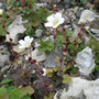 Saxifraga cernua