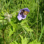 Geranium erianthum (Wild Geranium)