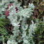 Cladonia squamosa 
