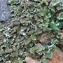 Cladonia cervicornis