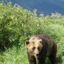 Ours brun de Kenai