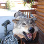 Loup