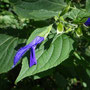 Salvia mexicana (endémique)