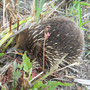 Echidné à nez court