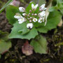 Tabouret perfolié (Microthlaspi perfoliatum)
