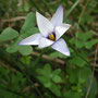 Romulea columnae