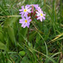 Primula pamirica