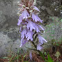 Himantoglossum metlesicsianum