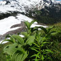 Mt Baker wilderness
