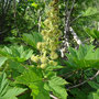 Oplopanax horridus (Devil's Club)