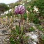 Silene uralensis ssp. arctica
