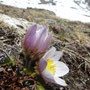 Pulsatilla vernalis