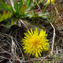Taraxacum brachyceras