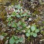 Salix polaris
