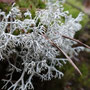 Cladonia ciliata