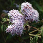 Stevia lucida (Amérique centrale)