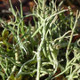 Cladonia rangiformis